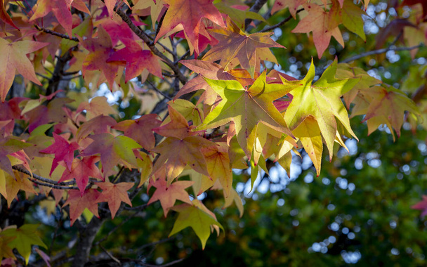 Concentration sélective des feuilles de liquidambar (chewing-gum) à fond flou en automne - Photo, image