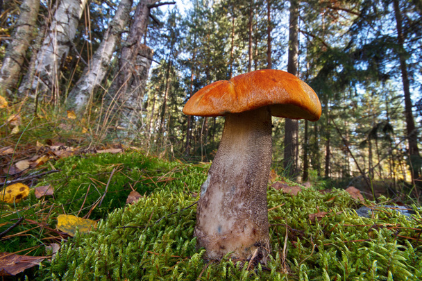 Orange birch bolete mushroom - Photo, Image