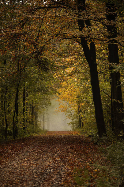 Pfad im hellen Herbstwald - Foto, Bild