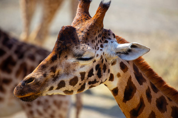 Tyylikäs Giraffa camelopardalis, kotoisin Afrikkalainen savannas, esittelee sen jyrkät niska ja erottuva paikkoja tässä kiehtova varastossa kuva. - Valokuva, kuva