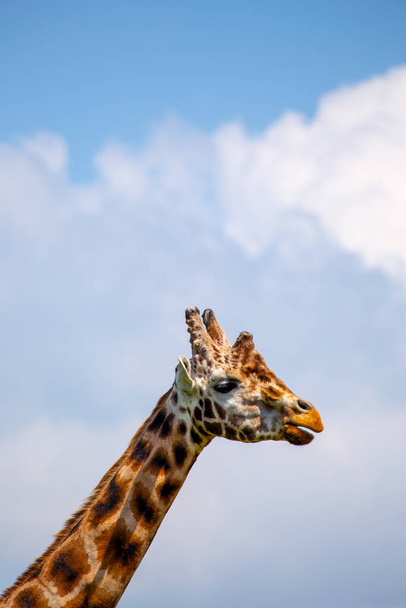 Die elegante Giraffa camelopardalis, die in afrikanischen Savannen beheimatet ist, zeigt auf diesem fesselnden Archivfoto ihren hoch aufragenden Hals und ihre markanten Flecken. - Foto, Bild