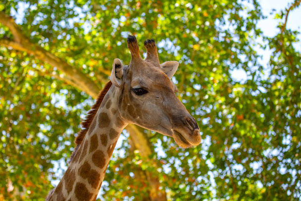 Afrika savanalarına özgü zarif Giraffa camelopardalisi, bu büyüleyici stok fotoğrafında yüksek boynu ve ayırt edici noktalarını sergiliyor.. - Fotoğraf, Görsel