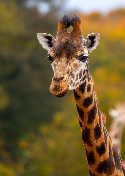 Элегантный Giraffa camelopardalis, родом из африканских саванн, демонстрирует свою игрушечную шею и отличительные пятна на этом захватывающем фото.. - Фото, изображение