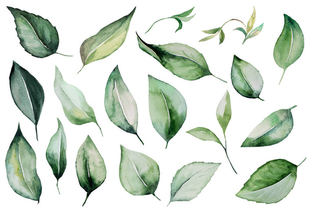 Perruques aquarelles vertes avec illustration de feuilles. Elément isolé de jardin pour la conception de mariage et de partie d'été, cartes de voeux et artisanat - Photo, image