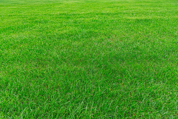 Green grass texture from field. Green lawn, Backyard for background, Grass texture, Green lawn desktop picture. - Photo, Image
