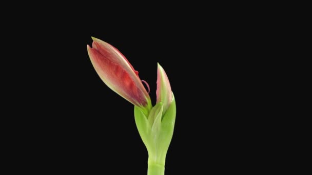 Sıcak Tavuskuşu çiçeğinin açılışı zaman aşımı siyah arka planda izole edilmiş - Video, Çekim