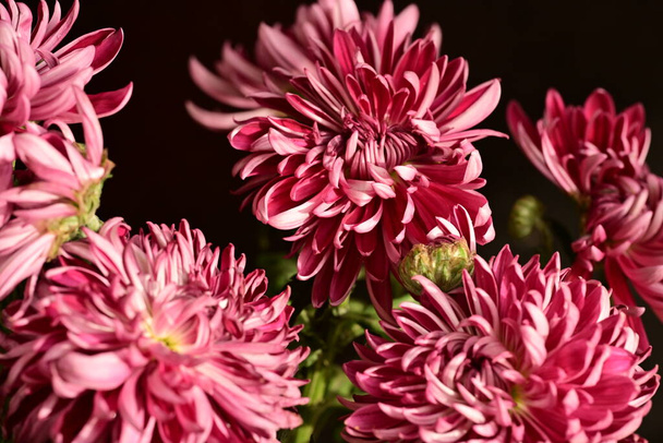 gyönyörű fényes virágok, közelről - Fotó, kép