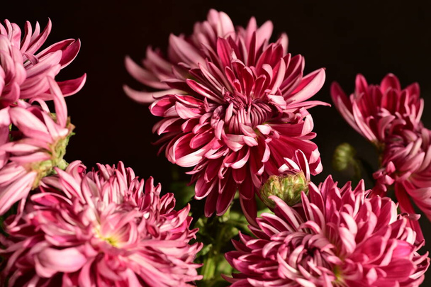 schöne helle Blumen, Nahsicht - Foto, Bild