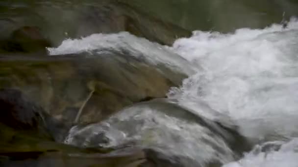 Ορεινού θυελλώδους ποταμού στο δάσος του φθινοπώρου - Πλάνα, βίντεο