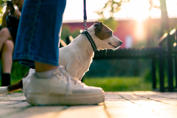 lähikuva omistaja pieni hauska aktiivinen jack russell koira kävelee hänen kanssaan kaupungin puistossa eläin on hihnassa - Valokuva, kuva