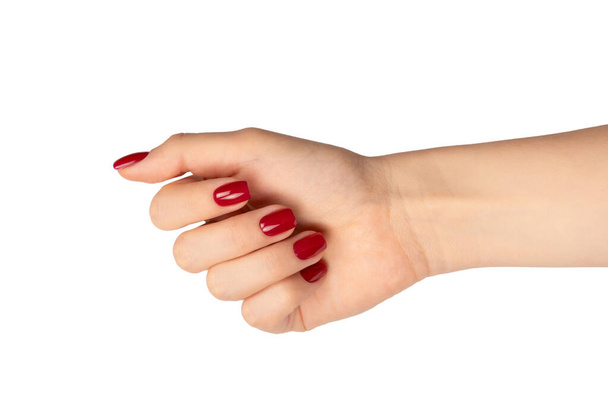 Mani donna con chiodi di colore rosso vino isolato su uno sfondo bianco. Smalto rosso. forma del chiodo quadrato.  - Foto, immagini