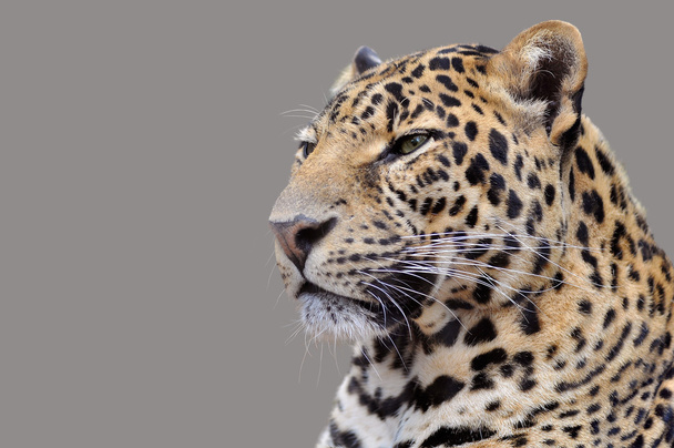 Leopard elszigetelt portréja - Fotó, kép