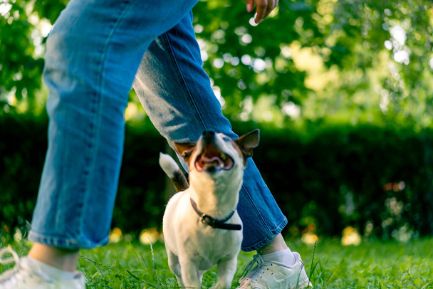 a small active dog of a breed like a russell terrier works with a dog handler in the park executes command snake through the legs animal training - Photo, Image