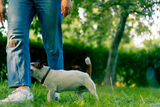 Russell Terrier gibi küçük etkin bir köpek parkta köpek bakıcısıyla çalışır ve hayvan yetiştirmek için ayaklarından yılanı geçirir. - Fotoğraf, Görsel