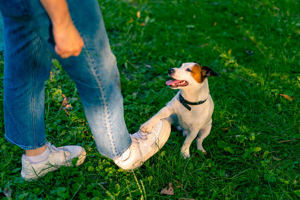 egy kis aktív kutya a Jack Russell terrier fajta dolgozik kutya tréner egy állat képzési park - Fotó, kép