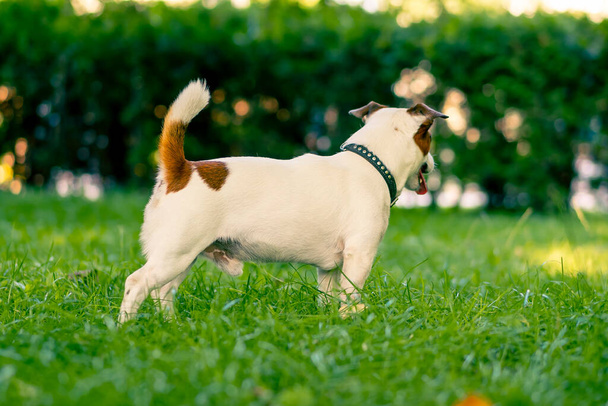 muotokuva aktiivinen leikkisä jack russell terrieri koira kävelyllä puistossa käsite rakkaus eläimiä - Valokuva, kuva