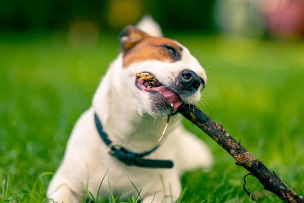 portret aktywnego zabawnego psa rasy Jack Russell Terrier na spacerze po parku gryzie na patyku koncepcję miłości do zwierząt - Zdjęcie, obraz