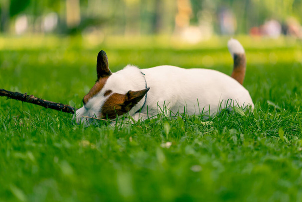portret aktywnego zabawnego psa rasy Jack Russell Terrier na spacerze po parku gryzie na patyku koncepcję miłości do zwierząt - Zdjęcie, obraz