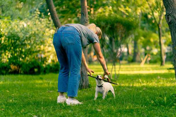 właściciel małego zabawnego psa aktywnego Jacka Russella bawi się nim w parku miejskim rzuca kijem zwierzęciu - Zdjęcie, obraz