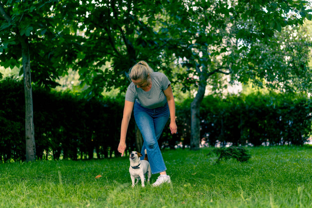 um pequeno cão ativo de uma raça como um terrier russell trabalha com um manipulador de cães no parque executa cobra comando através do treinamento de animais pernas - Foto, Imagem