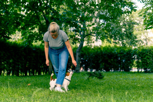 mały aktywny pies rasy jak russell terrier pracuje z opiekunem psów w parku wykonuje polecenie węża przez nogi szkolenia zwierząt - Zdjęcie, obraz