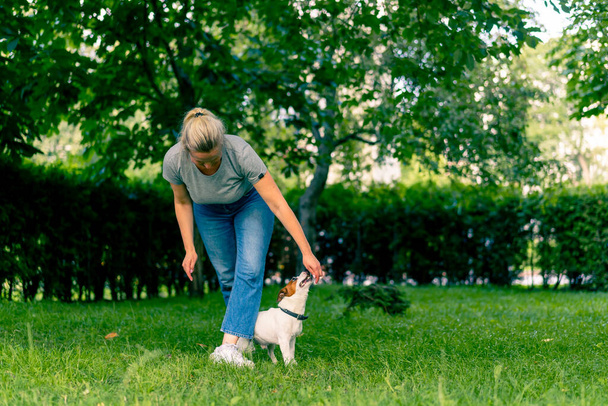 ラッセル・テリアのような小さな活発な犬は 公園の犬ハンドラーと一緒に 脚の動物トレーニングを通して コマンドシェイクを実行します - 写真・画像