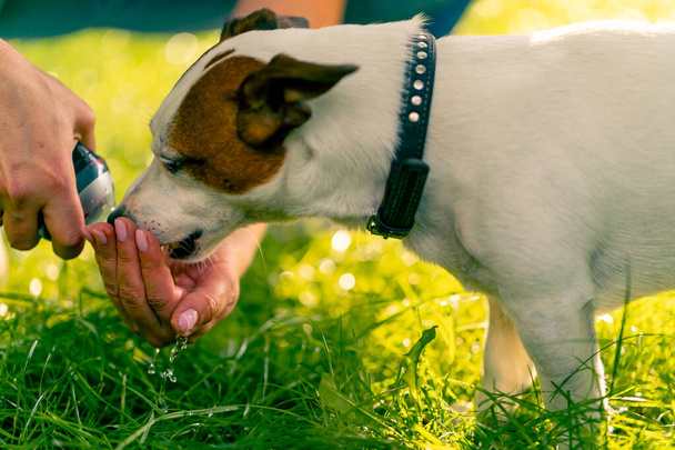動物の所有者は,ジャック・ラッセル・テリア・ドッグが公園の散歩中に水を飲むように彼女の手に水を汲みます - 写真・画像