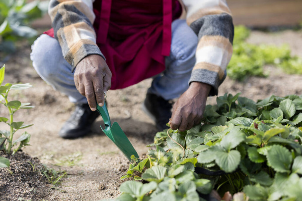 close up detail of hands of african american farmer in his vegetable garden with shovel spade - 写真・画像