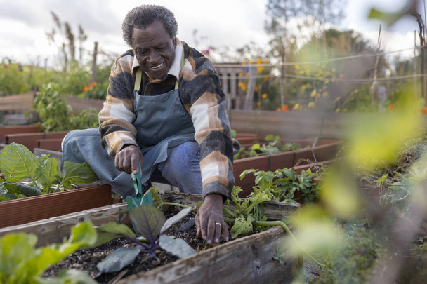 African American adult farmer taking care of his business in his eco garden - 写真・画像