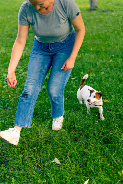 un pequeño perro activo de una raza como un russell terrier trabaja con un perro manejador en el parque ejecuta comando serpiente a través de las piernas entrenamiento animal - Foto, Imagen
