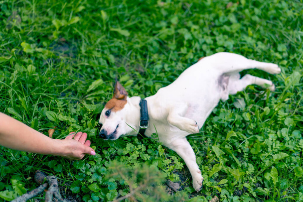 крупним планом зоопсихолог працює з маленьким джек-тер'єром россел у парку спілкується з собакою - Фото, зображення