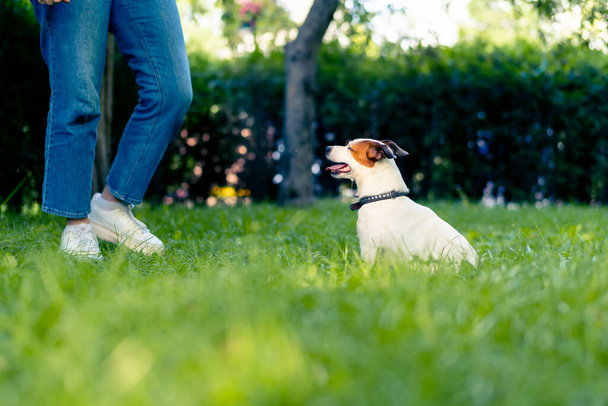 zoopsycholog pracuje z małym Jackiem Russellem Terrierem w parku socjalizuje psa - Zdjęcie, obraz