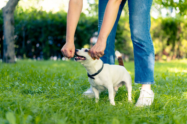 mały aktywny pies rasy Jack Russell Terrier pracuje z trenerem psów w parku treningowym dla zwierząt - Zdjęcie, obraz