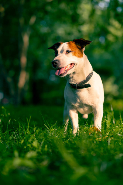 portrait of an active playful jack russell terrier dog on a walk in the park the concept love for animals - Photo, Image