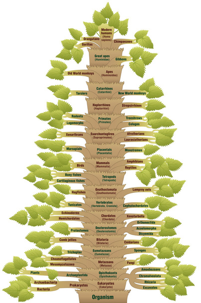 Human Evolution Tree Of Life Phylogenetic - Vector, Image