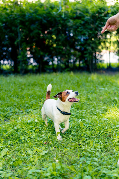 Porträt eines aktiven, verspielten Jack Russell Terrier Hundes bei einem Spaziergang im Park das Konzept der Tierliebe - Foto, Bild