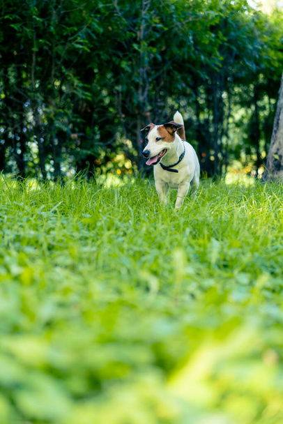 portrait of an active playful jack russell terrier dog on a walk in the park the concept love for animals - Fotoğraf, Görsel