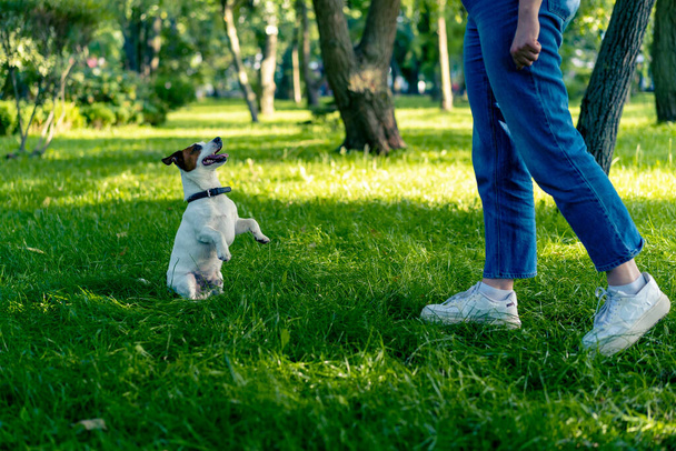 un piccolo cane attivo della razza di terrier di russell di cric lavora con allenatore di cane in un parco di formazione di animale - Foto, immagini