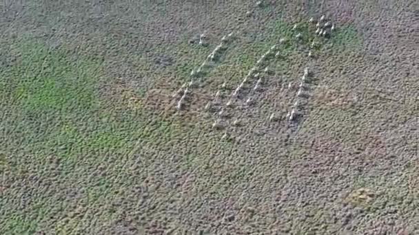 Wypas owiec na wolnym wybiegu w Republice Południowej Afryki 3 - widok z lotu ptaka patrząc w dół owiec rasy merino biegnących przez pastwisko - Materiał filmowy, wideo