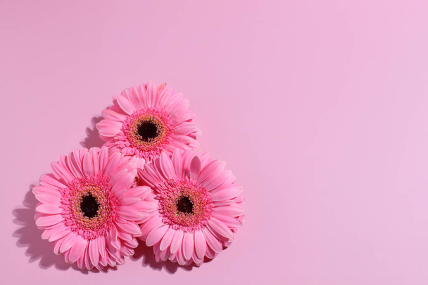 Gerberas rosadas fondo de flores, espacio de copia - Foto, imagen