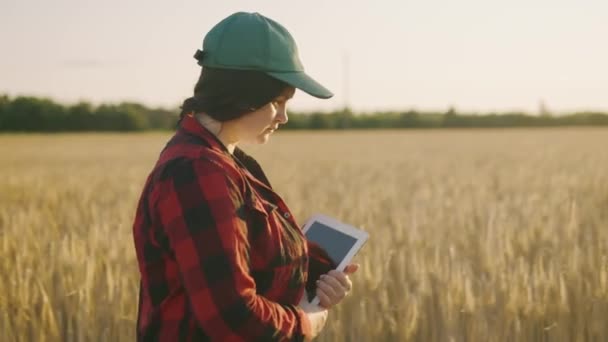 Tabletli deneyimli bir tarım uzmanı buğday tarlasının yanında yürüyor, arazilerine bakıyor, onları kontrol ediyor. İş kadını tarım uzmanı tahıl hasadını analiz ediyor. Yüksek kalite 4k görüntü - Video, Çekim