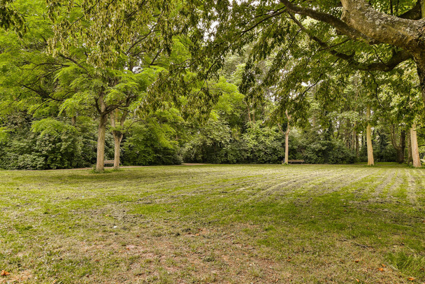 пустое травянистое поле с деревьями и травой на переднем плане для коммерческого использования только на этом сайте - Фото, изображение