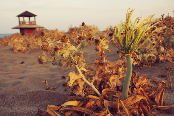 Yksityiskohtainen näkymä marokkolainen aavikko mehukkaita kasveja hiekalla, merellä ja silluetti vartiotorni taustalla
 - Valokuva, kuva
