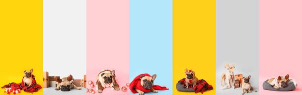 Weihnachtsset mit vielen niedlichen Hunden auf farbigem Hintergrund - Foto, Bild