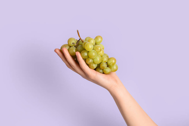 Female hand holding ripe grapes on lilac background - 写真・画像