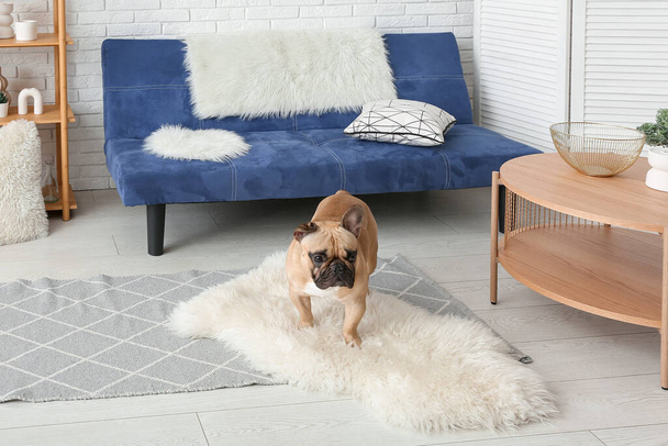 Bulldog francês bonito no tapete de pele na sala de estar - Foto, Imagem
