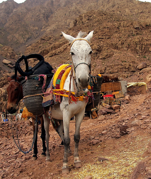 Um par de burros marroquinos de branco e braun descansando com sua carruagem na jornada aventureira em montanhas rochosas do deserto, tendo suas cabeças voltadas para o observador
, - Foto, Imagem