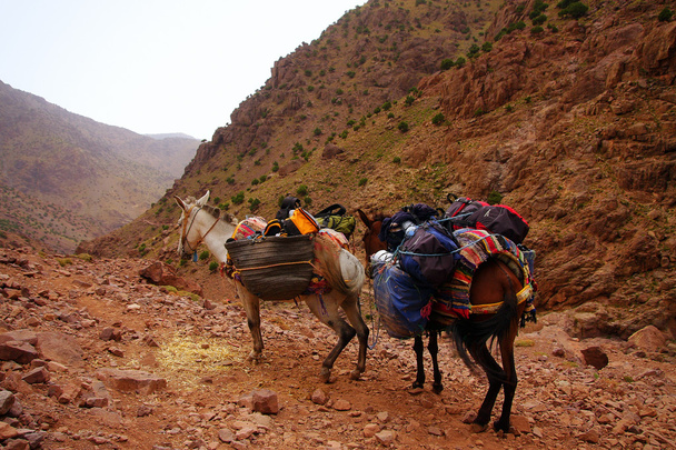Um par de burros marroquinos de branco e braun descansando com sua carruagem na jornada aventureira em montanhas rochosas do deserto, tendo suas cabeças voltadas para o vale, talvez um pouco sobrecarregadas
. - Foto, Imagem