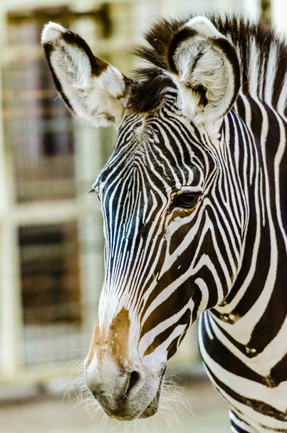 Zebra at the zoo - Фото, изображение