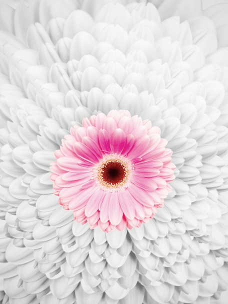 άνθος με ροζ πέταλα χρώματος amids ένα πέταλο μοτίβο - Φωτογραφία, εικόνα
